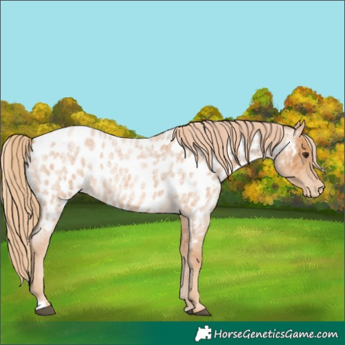 Horse Color:Red Roan Appaloosa