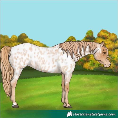 Horse Color:Red Roan Appaloosa 