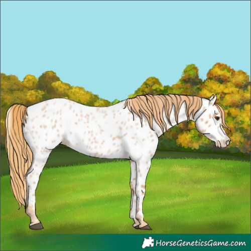 Horse Color:Red Roan Near Leopard Rabicano