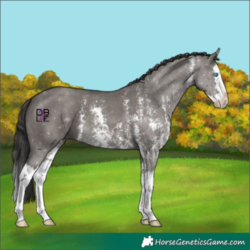 Horse Color:Smoky Grullo Sabino Splash 