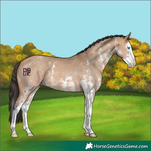 Horse Color:Bay Dun Sabino Splash 