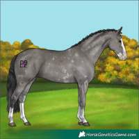 Horse Color:Grullo Sabino Splash