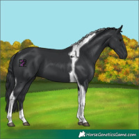 Horse Color:Black Tobiano 