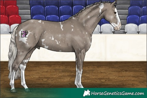 Horse Color:White Spotted Silver Grullo Splash Rabicano 