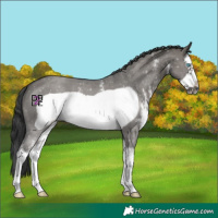 Horse Color:Grullo Sabino Splash Frame 
