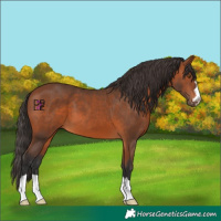 Horse Color:Bay 