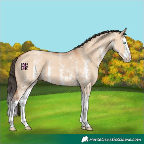 Horse Color:Bay Dun Sabino Splash 