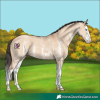 Horse Color:Bay Dun Sabino Splash 