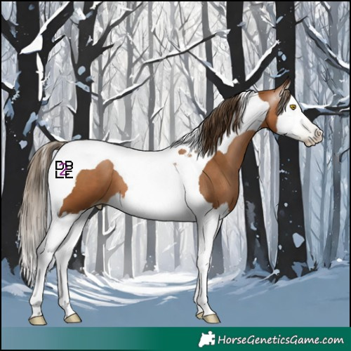 Horse Color:Gray Bay Pearl Splash Tobiano 