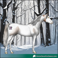 Horse Color:Gray Bay Pearl Splash Tobiano 