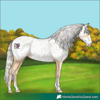Horse Color:Silver Smoky Black Pearl Sabino Tobiano Appaloosa 
