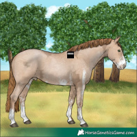 Horse Color:Bay Ice Pearl Sabino