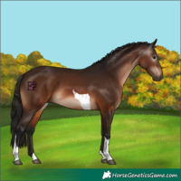 Horse Color:Gray Bay Tobiano 