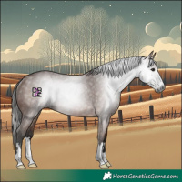 Horse Color:Gray Bay Rabicano 