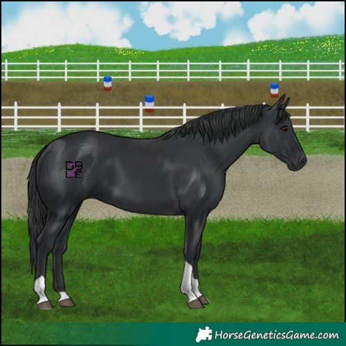 Horse Color:Black Tobiano 