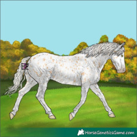 Horse Color:Platinum Silver Amber Champagne Sabino Near Leopard