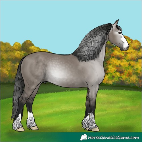 Horse Color:Gray Grullo 