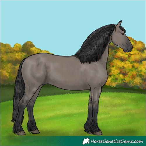 Horse Color:Grullo