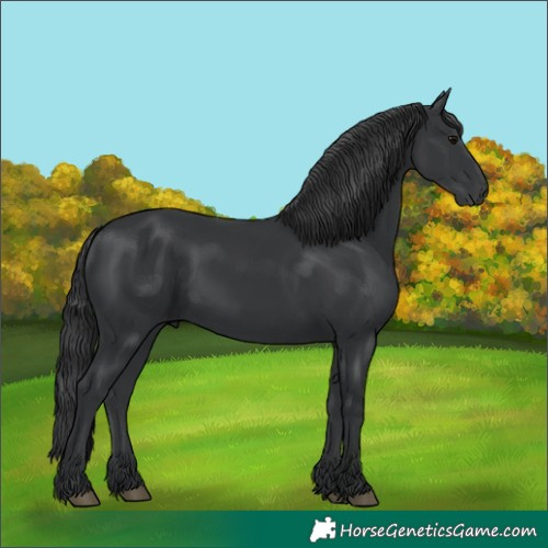 Horse Color:Black 