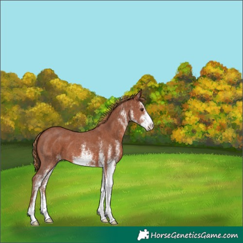 Horse Color:White Spotted Chestnut 