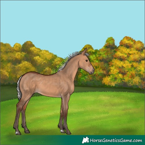 Horse Color:Silver Brown Dun