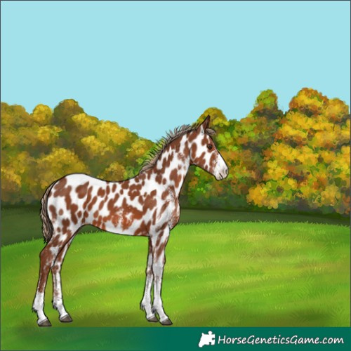 Horse Color:White Spotted Chestnut Appaloosa