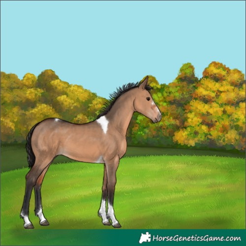 Horse Color:Brown Dun Tobiano 