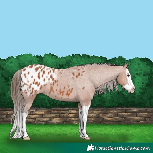 Horse Color:Bay Splash Appaloosa 
