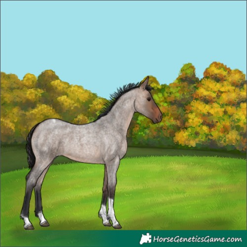 Horse Color:Brown Roan Dun Tobiano 