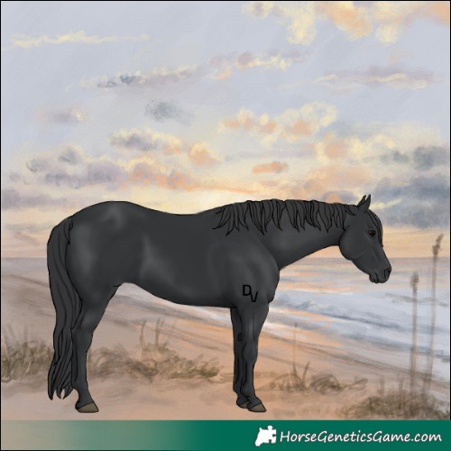 Horse Color:Black 