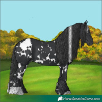 Horse Color:White Spotted Black 