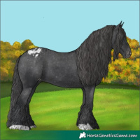 Horse Color:Black Blanket 