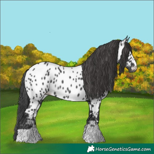 Horse Color:Black Appaloosa Rabicano 