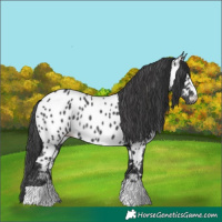 Horse Color:Black Appaloosa Rabicano 