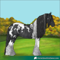 Horse Color:White Spotted Black Tobiano Rabicano