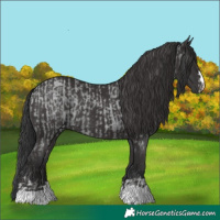 Horse Color:Blue Roan  and Smoky Black 