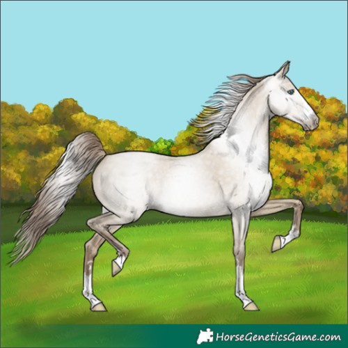 Horse Color:Gray Smoky Grullo Pearl 
