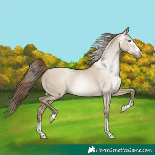 Horse Color:Gray Smoky Grullo Pearl