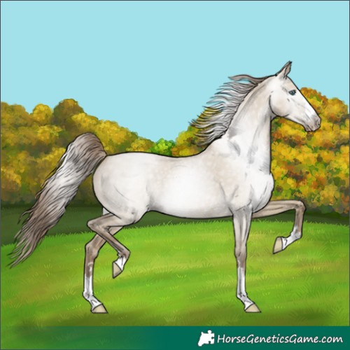 Horse Color:Gray Smoky Grullo Pearl 