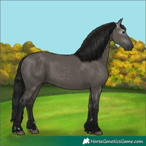 Horse Color:Gray Grullo