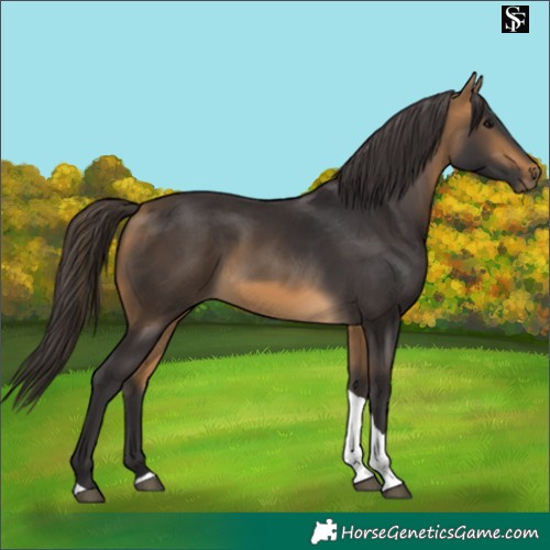 Horse Color:Buckskin Tobiano 