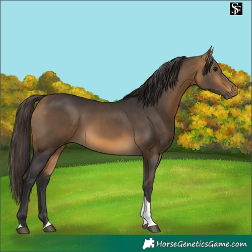 Horse Color:Buckskin Tobiano 