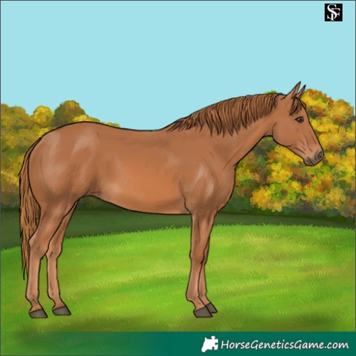 Horse Color:Chestnut 