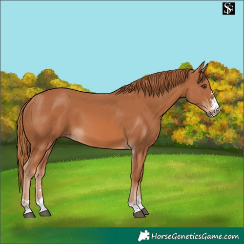 Horse Color:Chestnut 