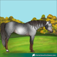 Horse Color:Gray Liver Chestnut 