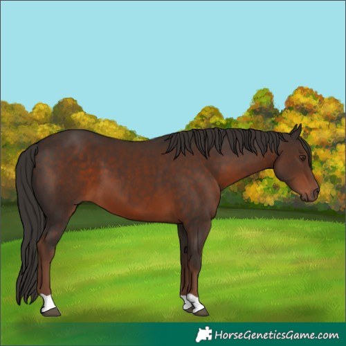 Horse Color:Liver Chestnut 
