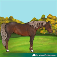 Horse Color:Liver Chestnut