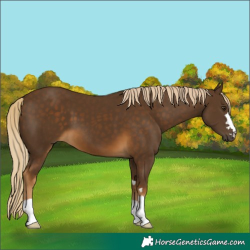 Horse Color:Chocolate Palomino 