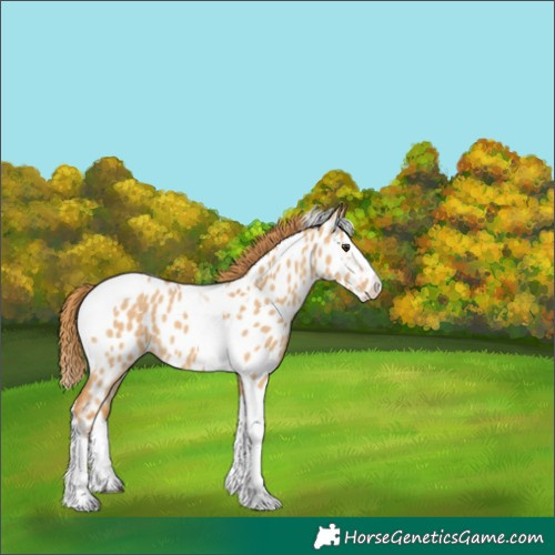 Horse Color:Red Dun Splash Tobiano Appaloosa 
