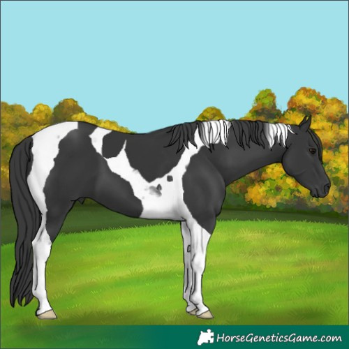 Horse Color:Black Tobiano 